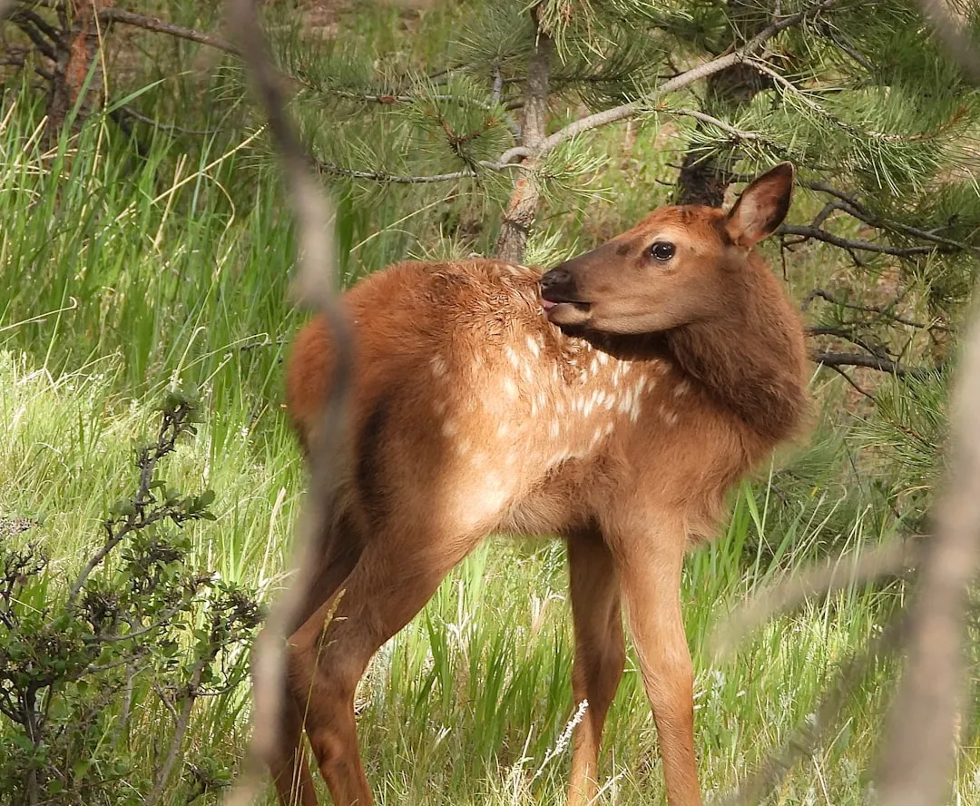 Calving Season: A Dangerous Window That Shapes Behavior (Image Credits: Unsplash)