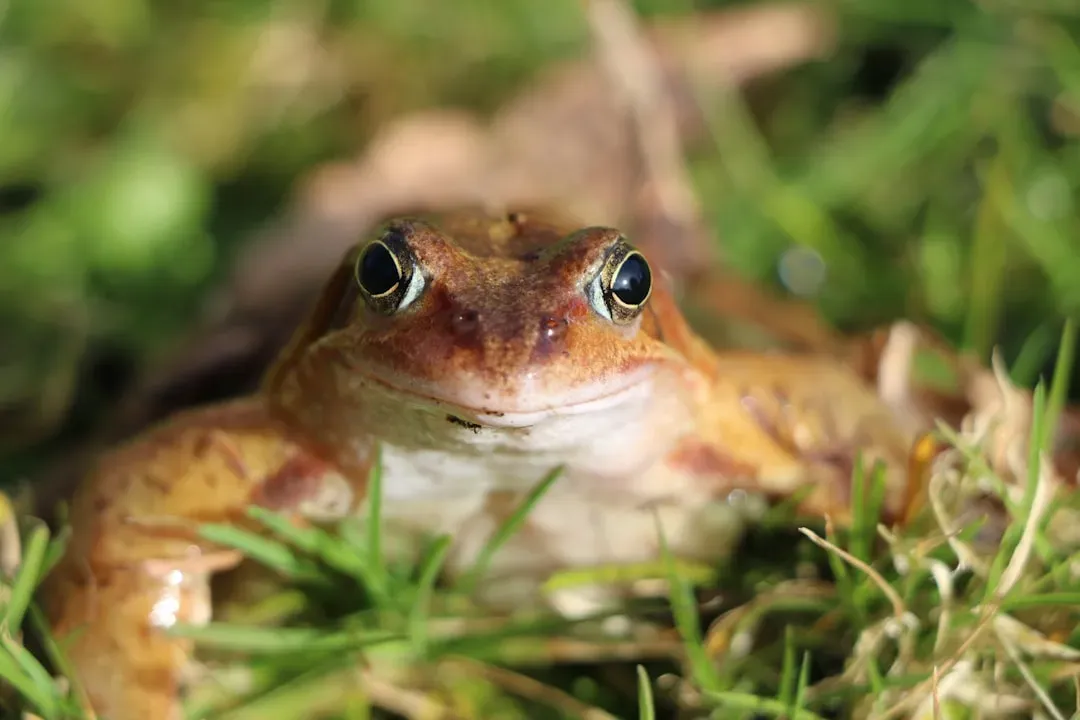 Amphibians and Reptiles: The Shy Neighbors in the Shade (Image Credits: Unsplash)