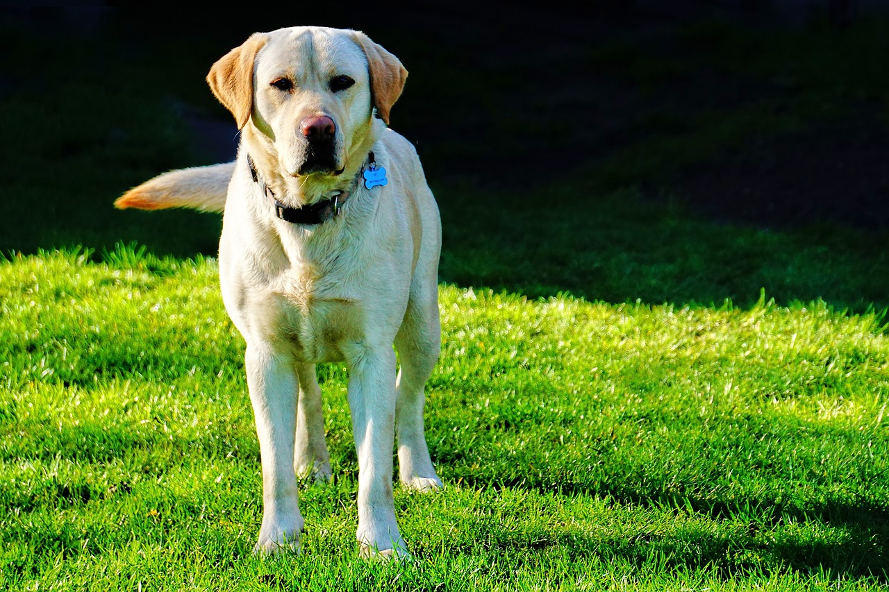 #8. Labrador Retriever (Image Credits: Pixabay)
