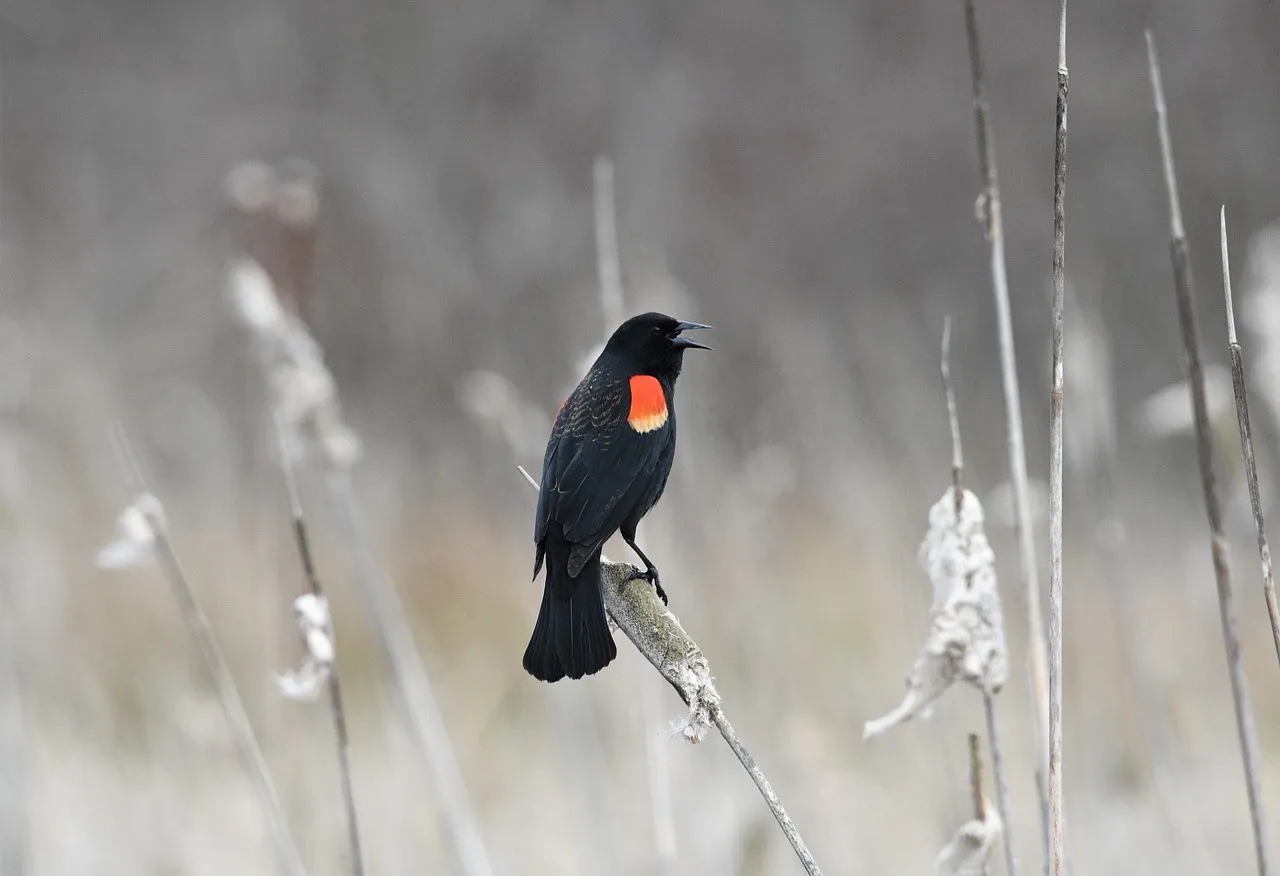 Scorpio: The Red-Winged Blackbird (Image Credits: Pixabay)