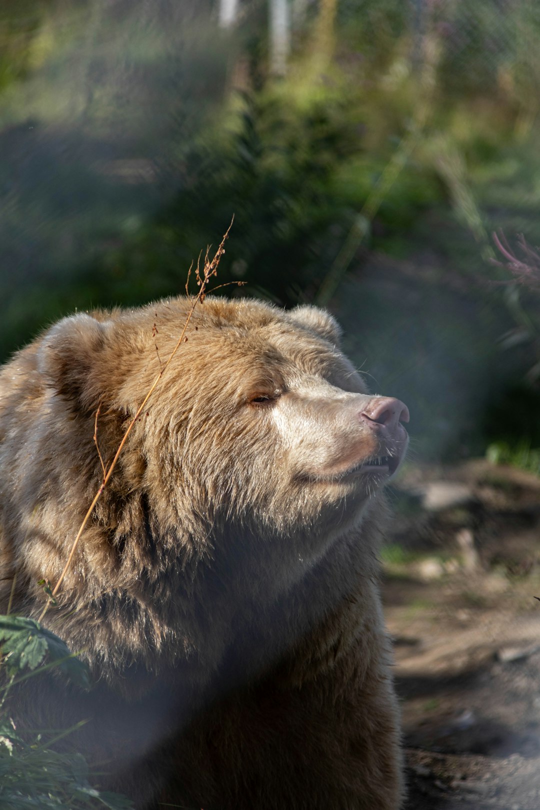 The Biomechanics Behind Bear Superiority (Image Credits: Unsplash)