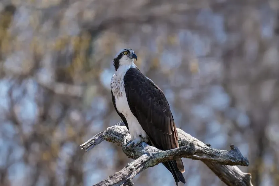 11. Osprey: The Faithful Wanderer That Always Comes Home (Image Credits: Pexels)