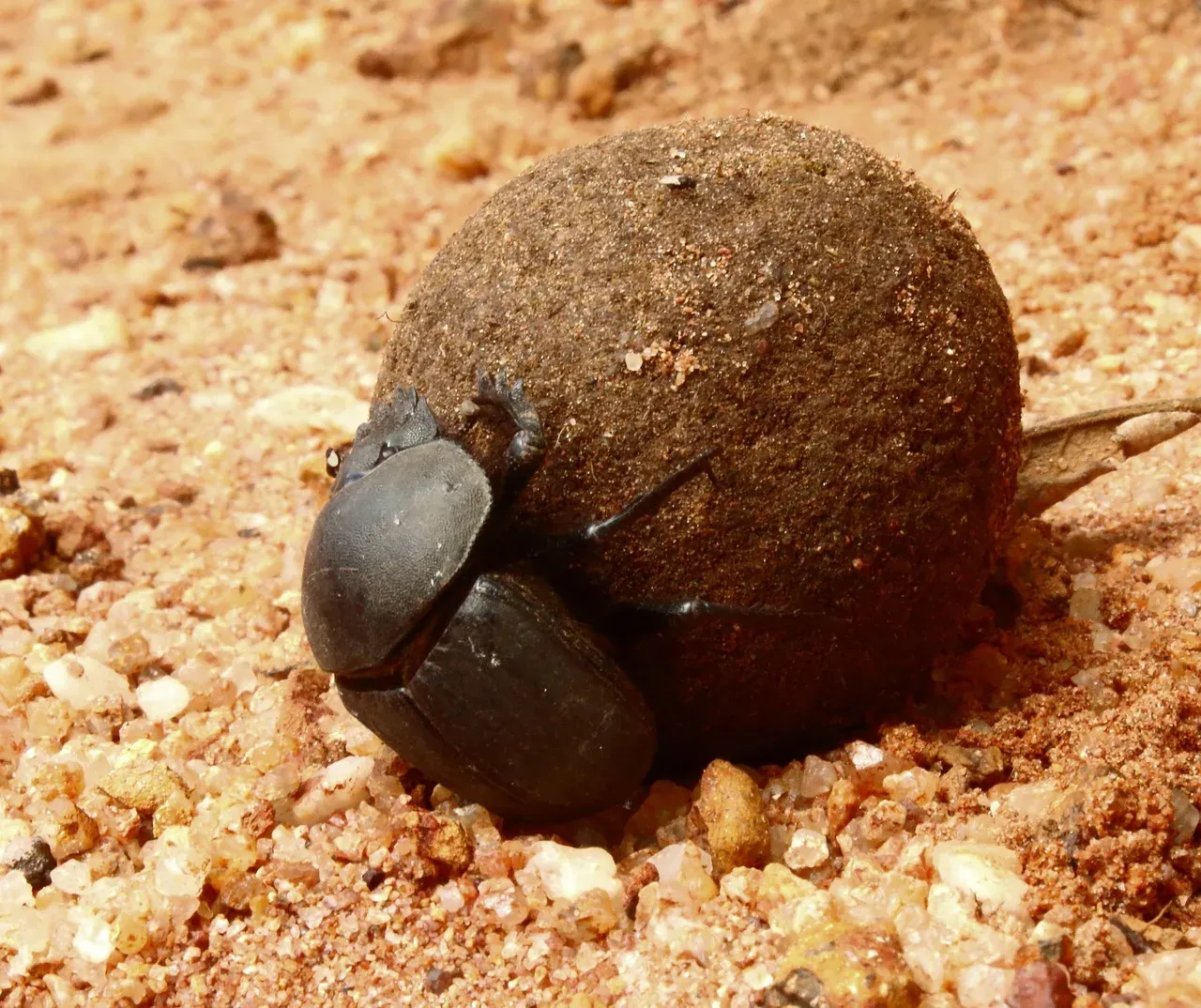 8. Dung Beetles: Underground Nutrient Processors (Image Credits: Pixabay)