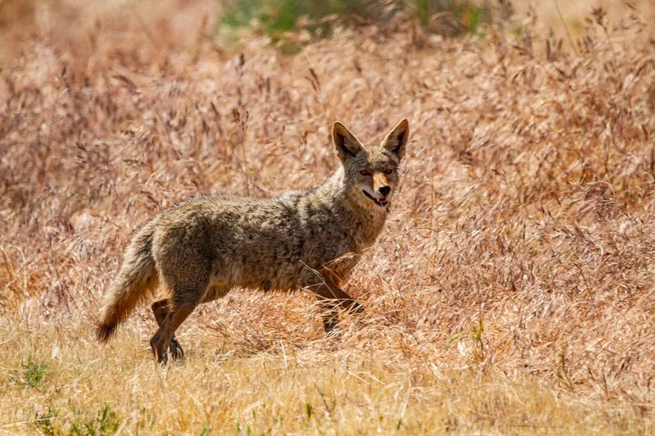 #12 Coyotes: The Edge-of-the-Map Explorers (Image Credits: Pexels)