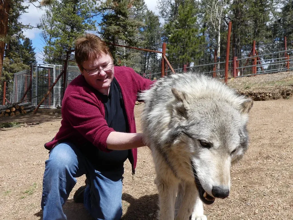 6. Never Let Your Dog Run Loose Near a Wolf (Image Credits: Flickr)