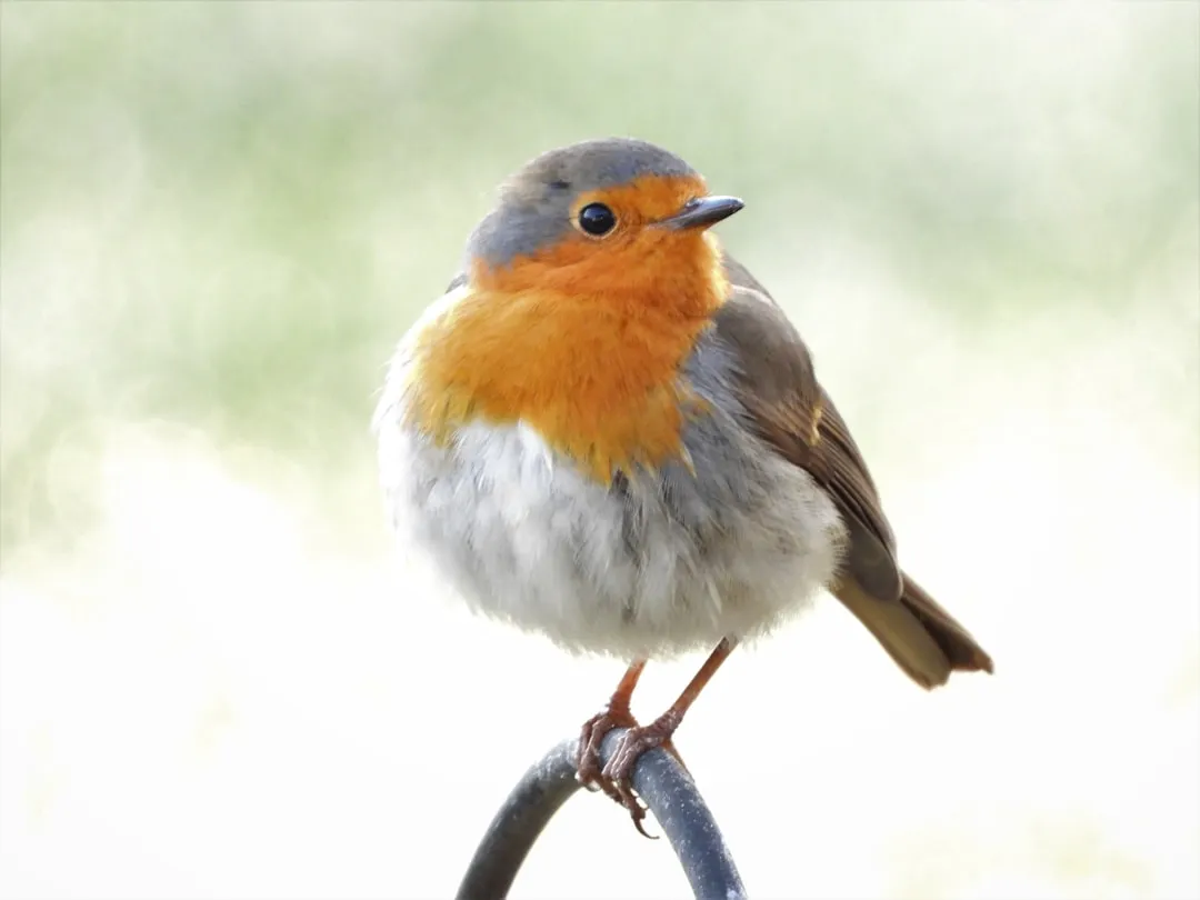 #7 Learning From Past Seasons and From Other Robins (Image Credits: Unsplash)