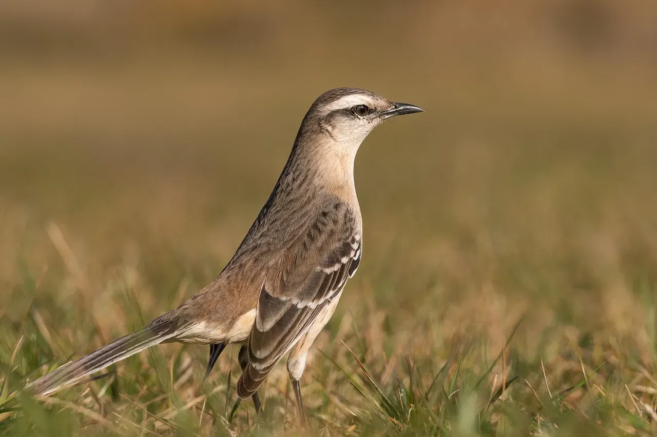 #8: Males Maintain Two Completely Separate Seasonal Song Sets (Image Credits: Pixabay)