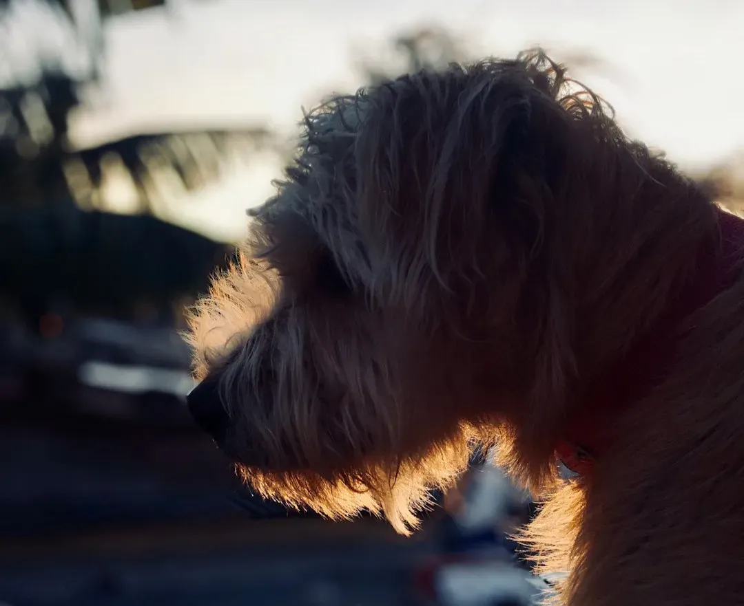 Whining, Whimpering, and Sighing in Dogs (Image Credits: Unsplash)