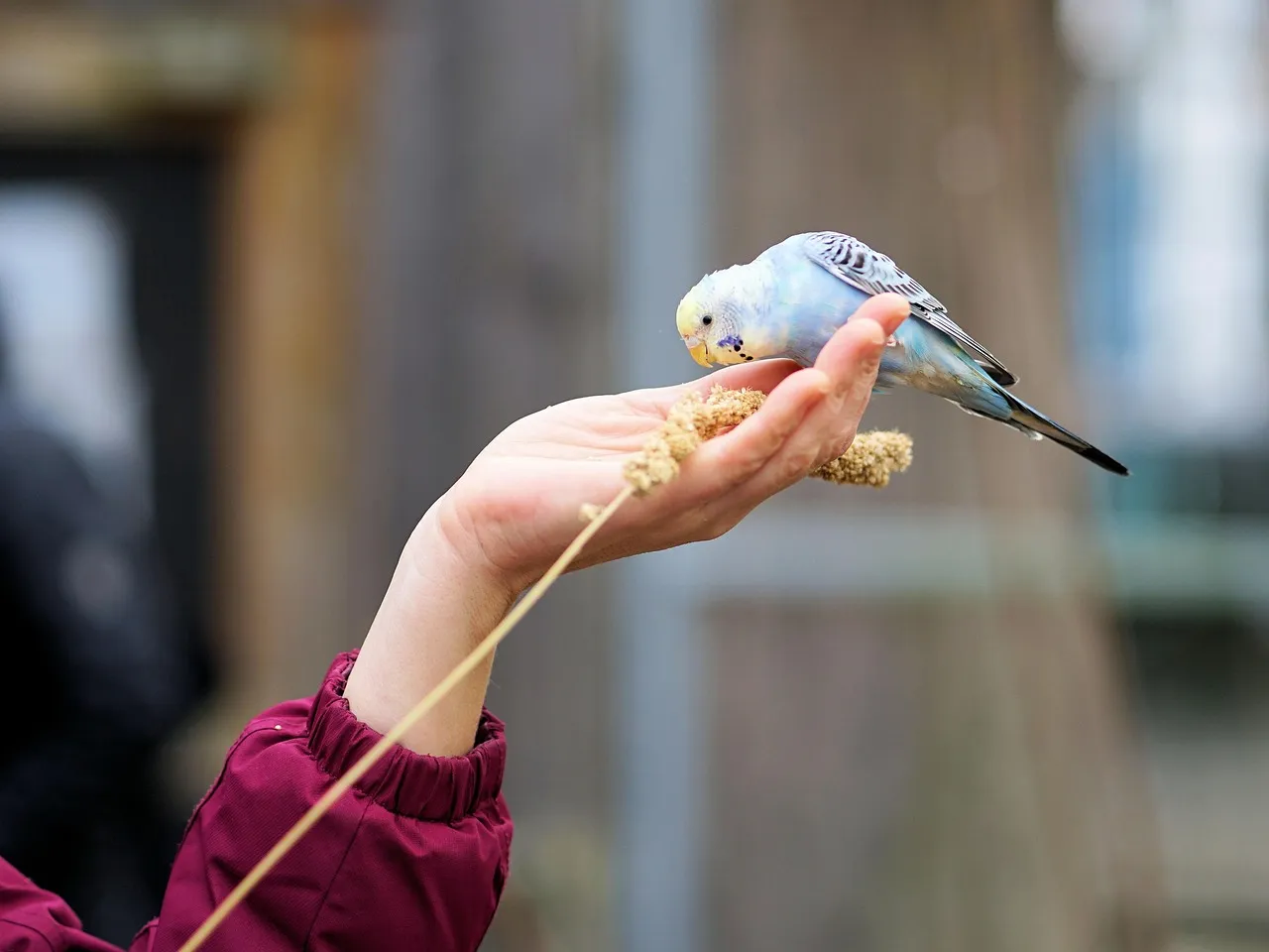 #1 - Hand-Feeding or Landing Directly on You (Image Credits: Pixabay)