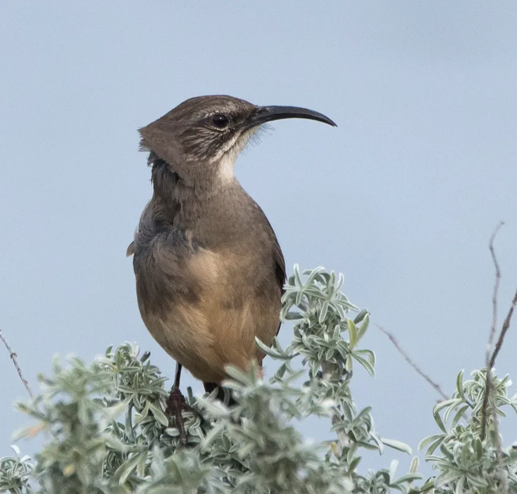 9. California Thrasher (jkirkhart35, Flickr, CC BY 2.0)