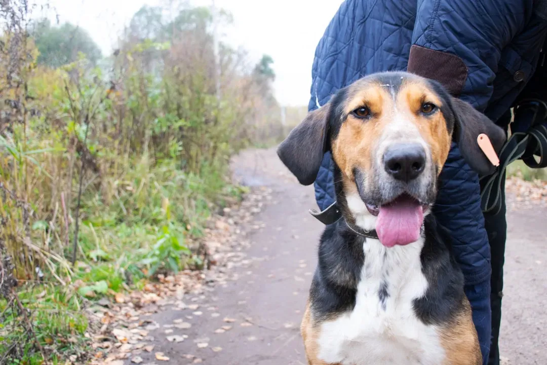 You Don't Know What You're Getting With a Shelter Pet (Image Credits: Unsplash)