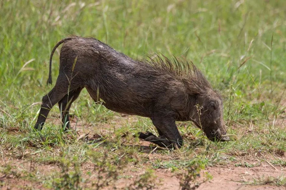Warthogs and Banded Mongooses: An Unlikely Spa Treatment (Image Credits: Pexels)