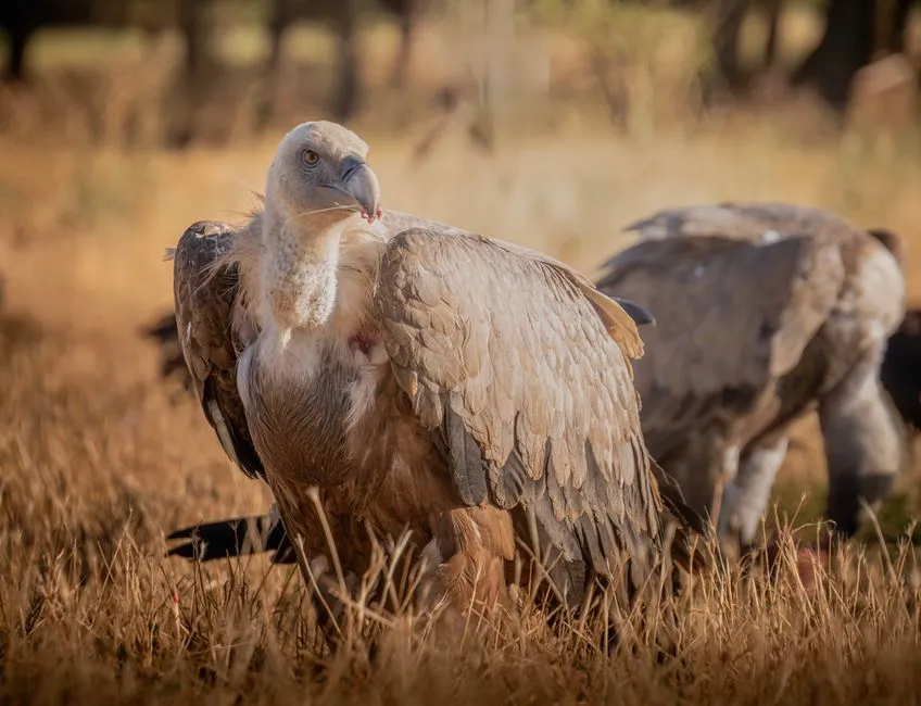 Vultures: Nature's Cleanup Crew (Image Credits: Pexels)