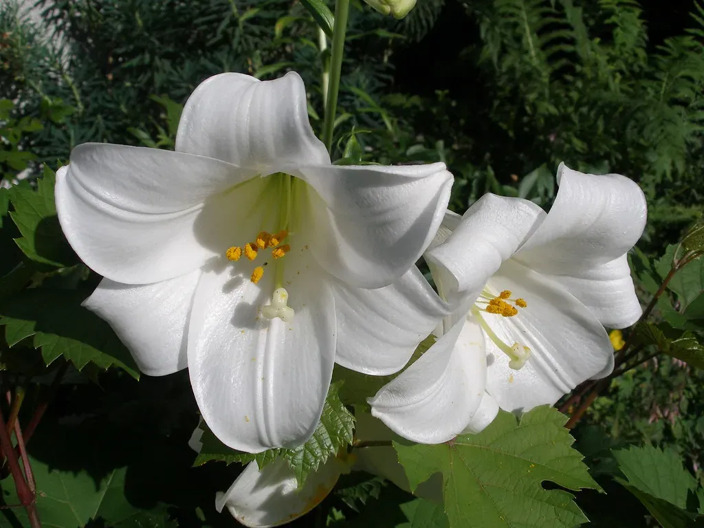 9. White Lily: The Symbol of Purity (Image Credits: Flickr)