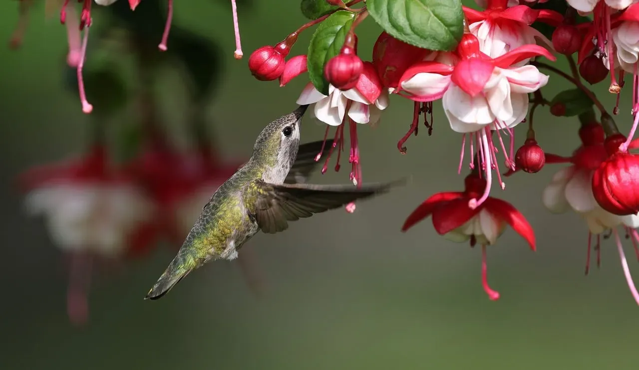 #9 &ndash; Fuchsia Solves the Shady Spot Problem Feeders Can't Fix (Image Credits: Pixabay)