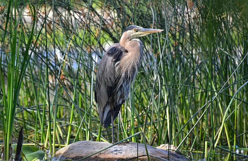 Observing Heron Behavior: What to Look For (DaPuglet, Flickr, CC BY-SA 2.0)