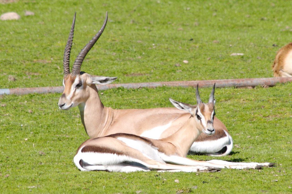Antelopes and Gazelles (Image Credits: Flickr)