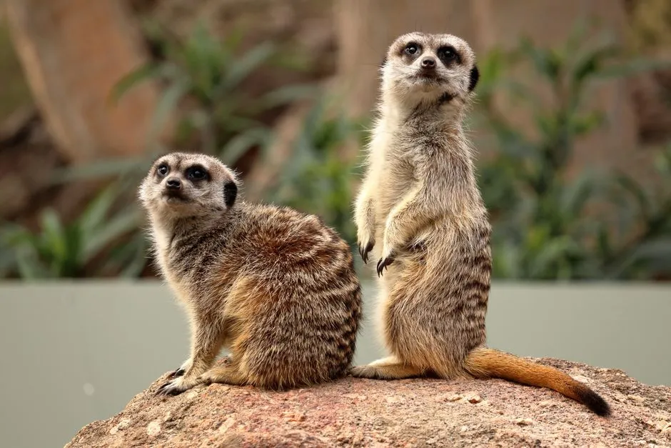 #4 - Meerkats Aren't Just Cute Babysitters, They Can Be Ruthless (Image Credits: Pexels)