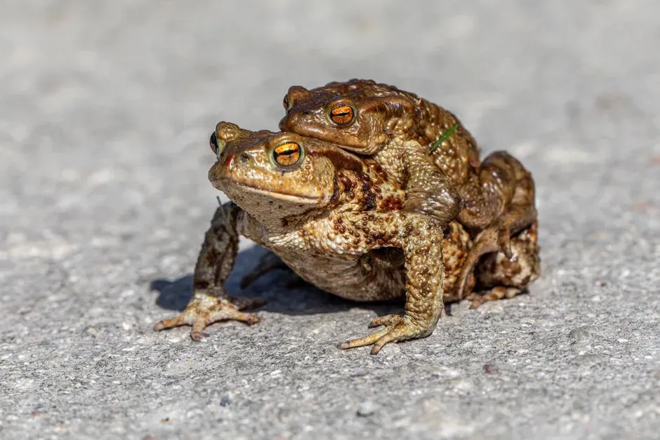 Climate Patterns and Timing Changes (Image Credits: Pexels)