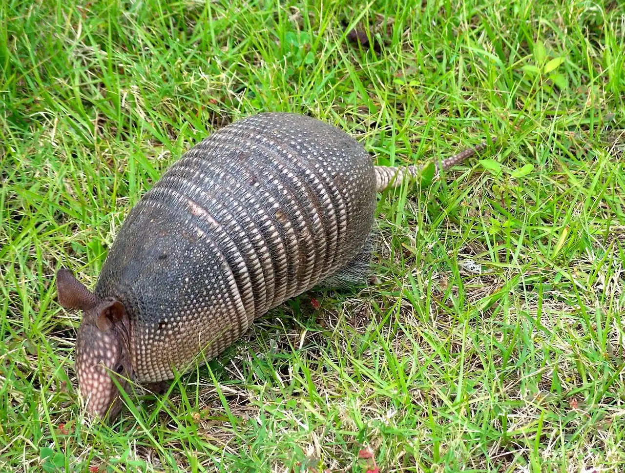 #2 Florida: Armadillos in the Sand and Suburbs (Image Credits: Pixabay)