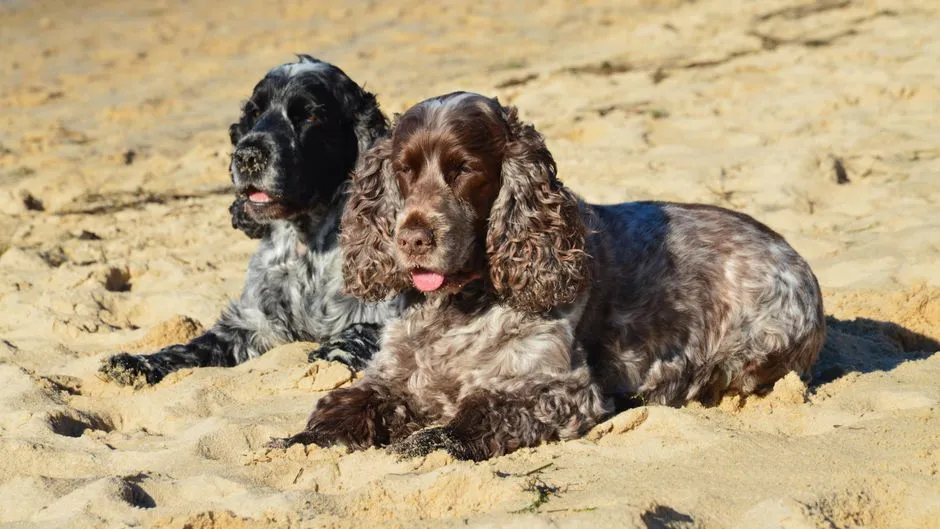 #9 - Sussex Spaniel (Image Credits: Pexels)