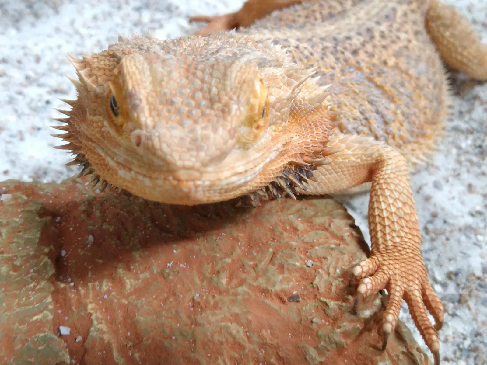 9. Bearded Dragons (Image Credits: Wikimedia)