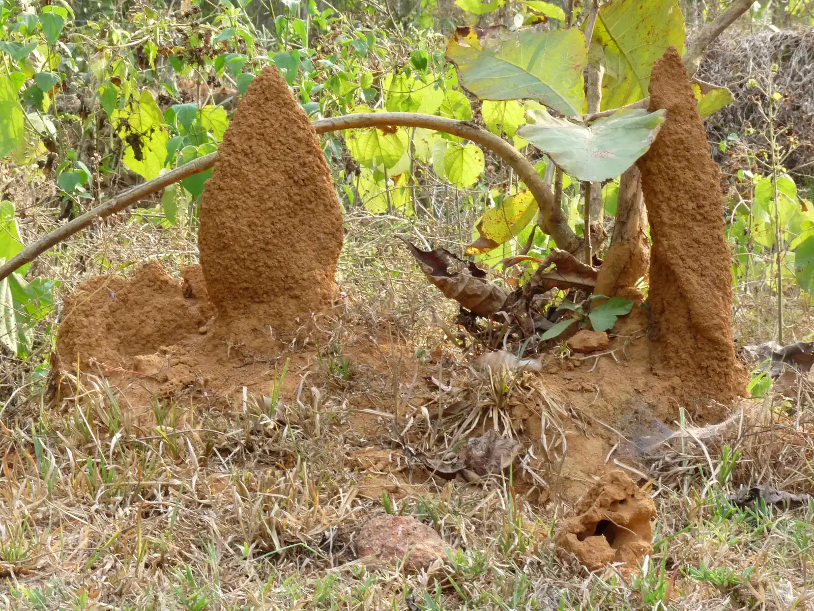 Ant Colonies: The Underground Cities (Image Credits: Wikimedia)