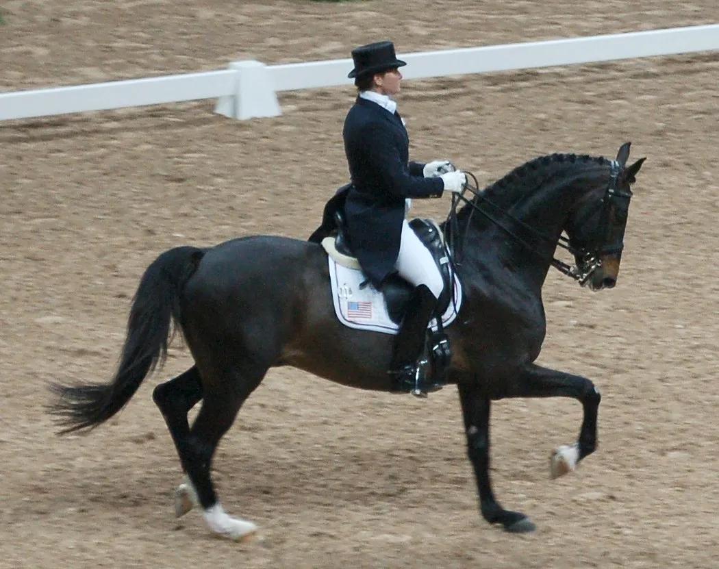 #4 - Swedish Warmblood & Modern Sport Hybrids: Designed for Precision, Not Patience (By Fotoimage, Public domain)