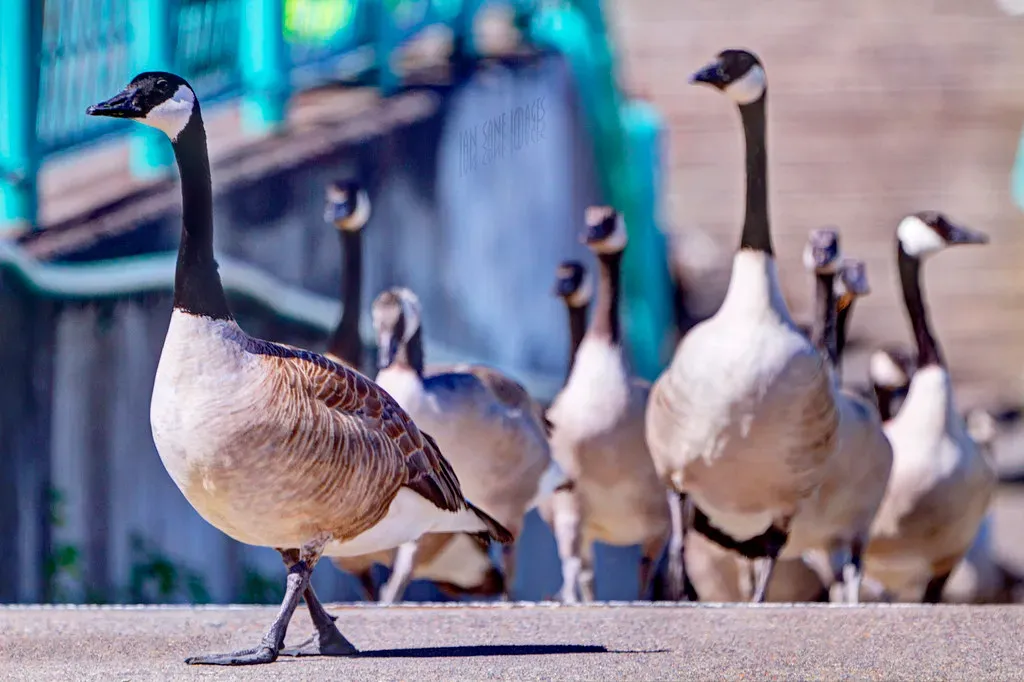 9. Portland, Oregon - A Wildlife Paradise With 300 Species (Ian Sane, Flickr, CC BY 2.0)