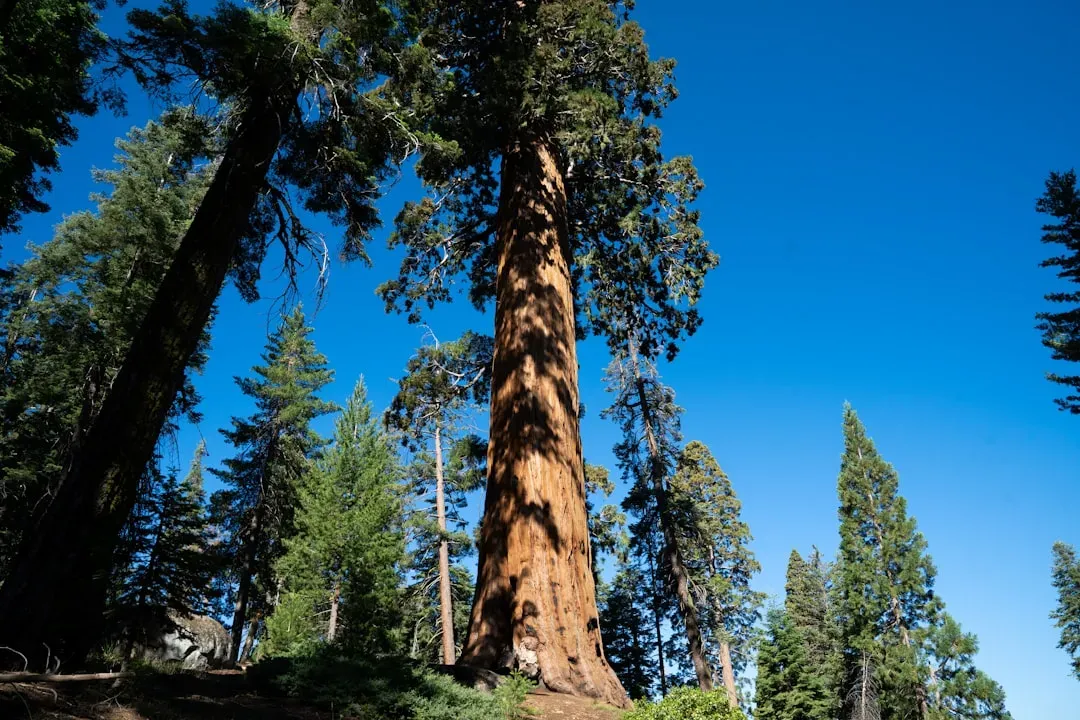 It's Not the Tallest, But It's Definitely the Biggest (Image Credits: Unsplash)