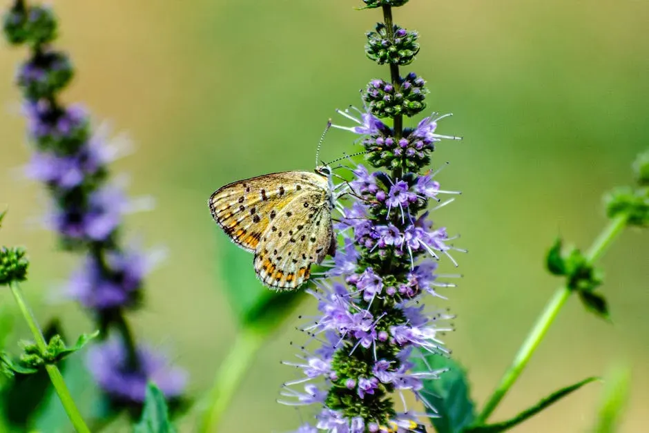 Catmint: The Long-Season Workhorse (Image Credits: Pexels)
