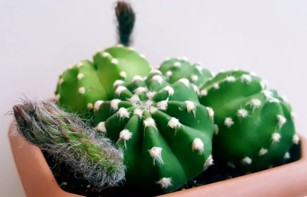 6. Christmas Cactus: The Unexpected Bloomer (Image Credits: Unsplash)