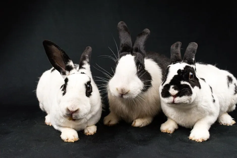 #19 - Domestic Rabbits: Social, Sensitive, But Not Usually One-Person Obsessed (Image Credits: Pexels)