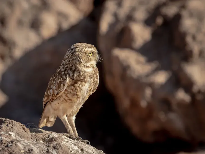 Elf Owl (Image Credits: Pexels)