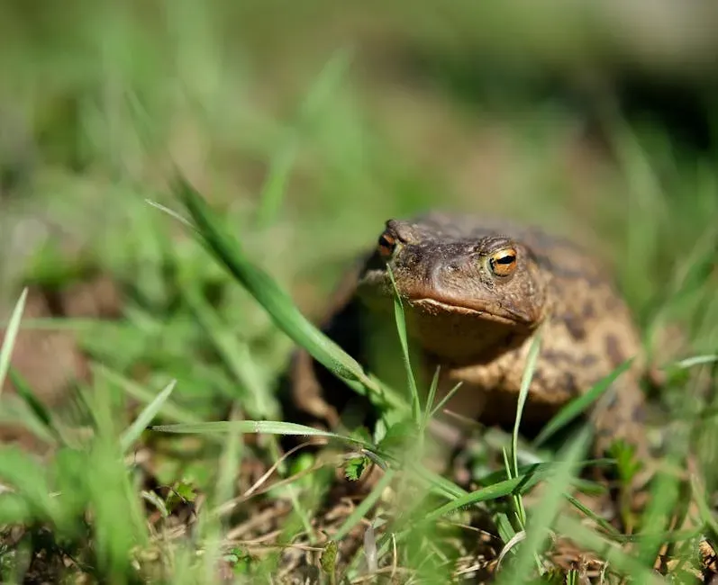 #8: The Garden Toad - A Slow-Moving Pest-Eating Machine (Image Credits: Pexels)