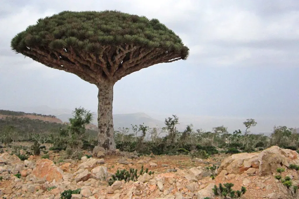 Socotra Island, Yemen: The Alien Garden of Eden (Gerry & Bonni, Flickr, CC BY 2.0)