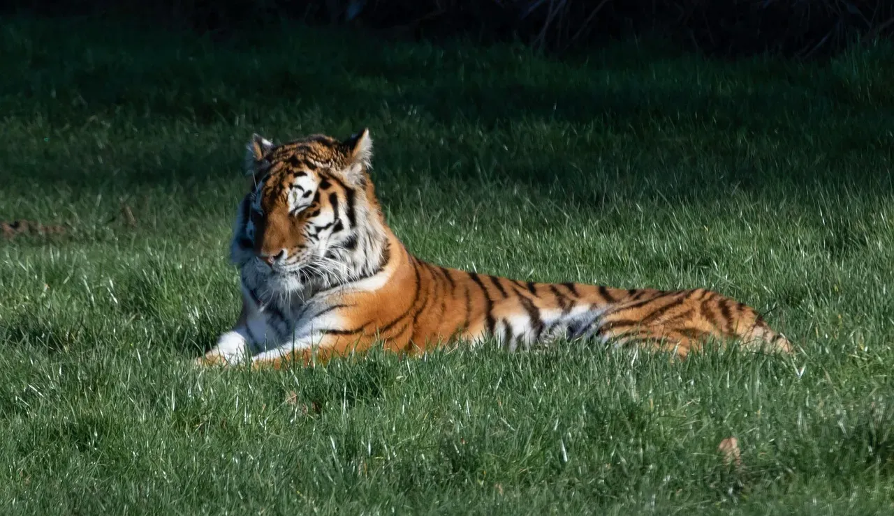 #1 &ndash; The Tiger That Lets One Person See It Sleep (Image Credits: Pixabay)