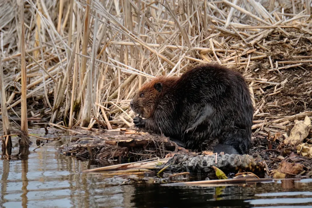 #11: Abandoned Beaver Ponds Eventually Become Fertile Meadows (Image Credits: Unsplash)