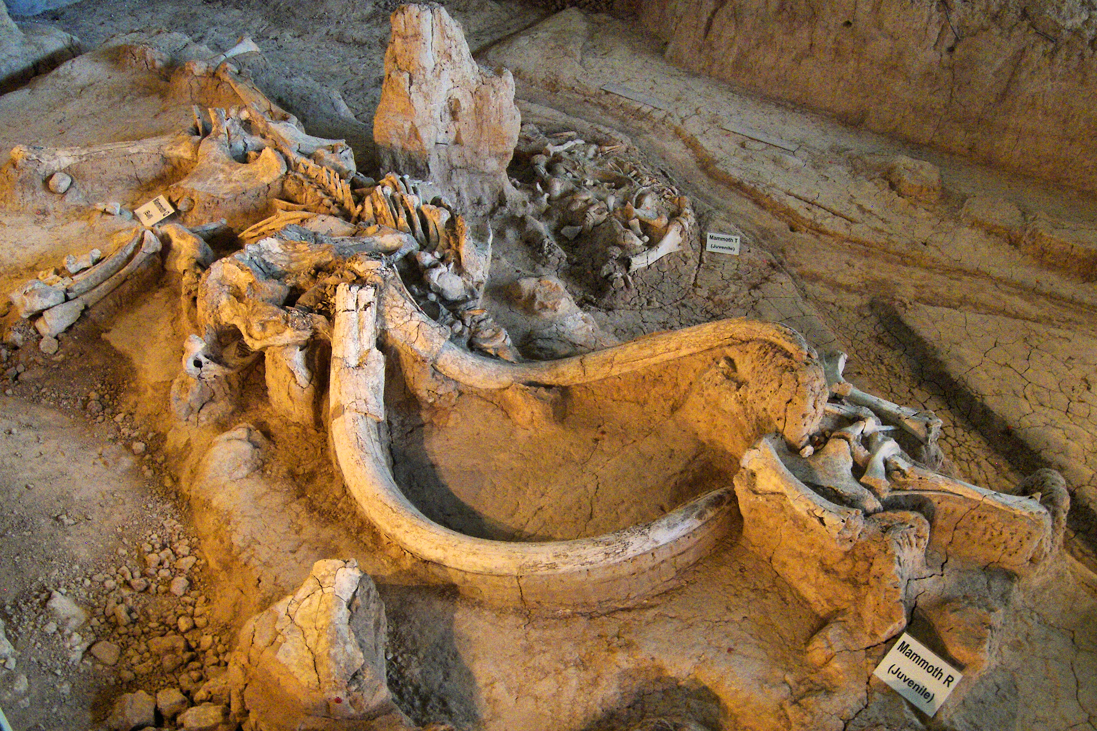 The Mammoth Site (Image Credits: Wikimedia)