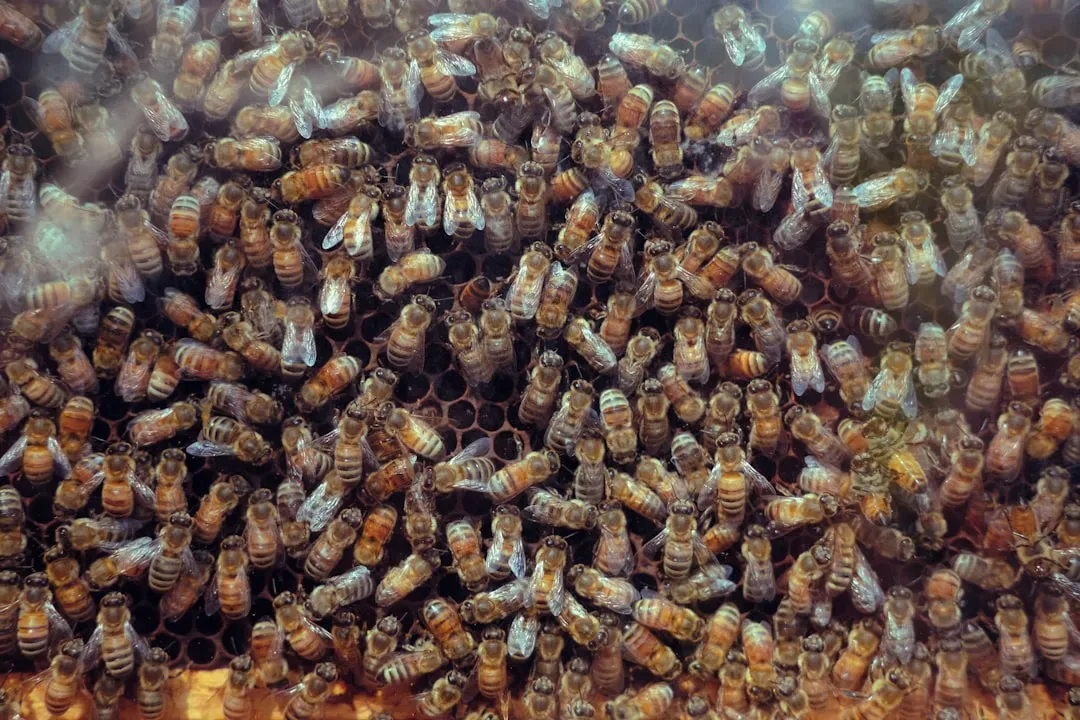 Africanized Honey Bees (Image Credits: Unsplash)