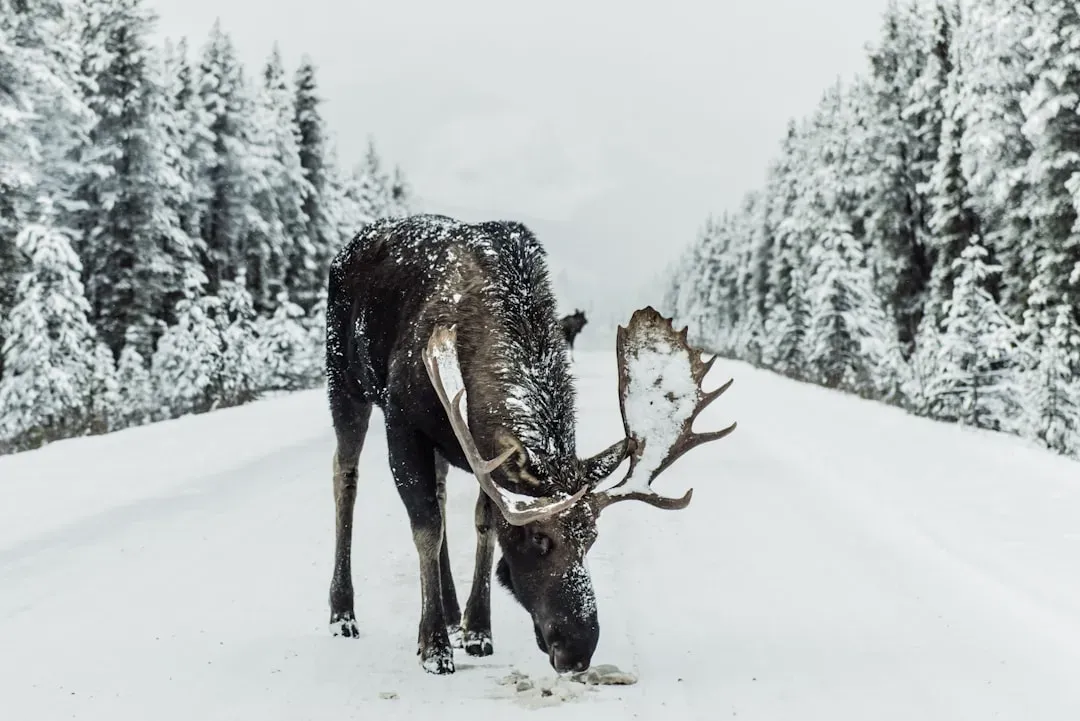 Snow Is the Trigger, and It's Changing Fast (Image Credits: Unsplash)