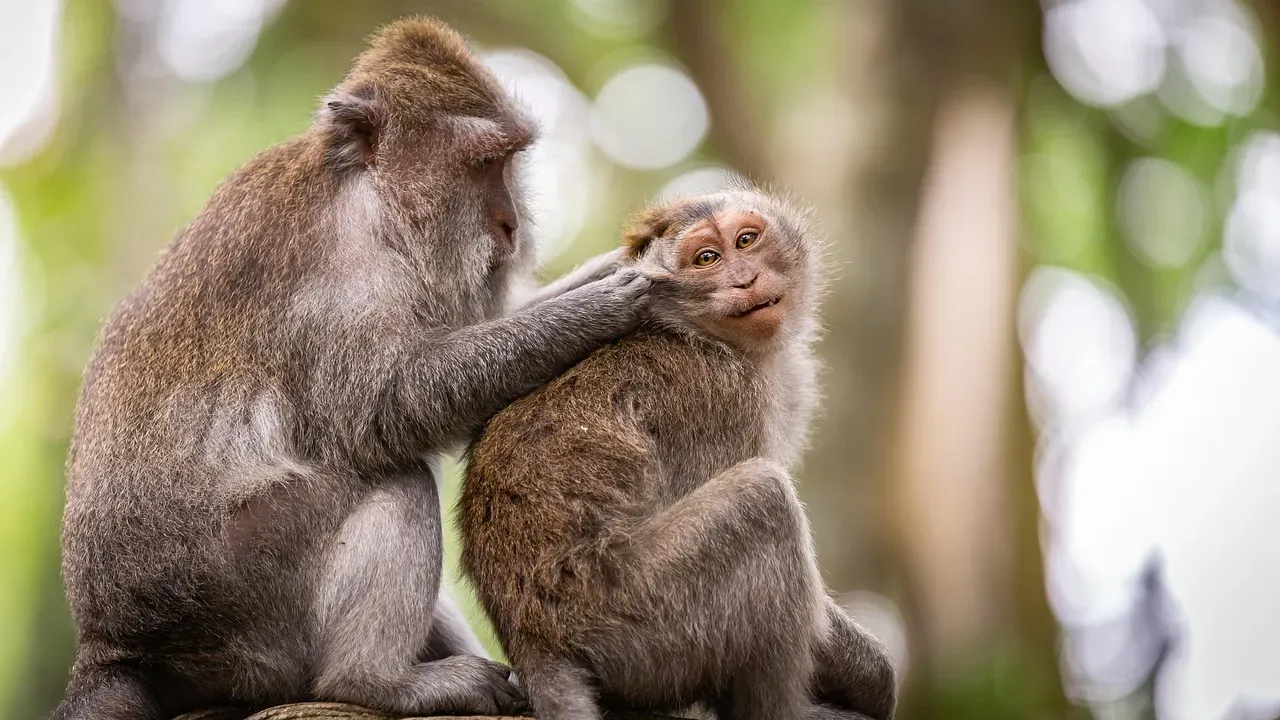 Animal Behavior Before Natural Disasters (Image Credits: Pixabay)