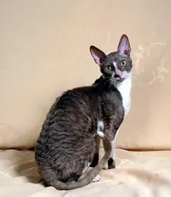 7. Cornish Rex: The Acrobatic Midnight Athlete (Image Credits: Wikimedia)