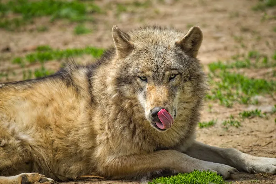Living With Wolves: The Real Costs for Ranching Communities (Image Credits: Pexels)
