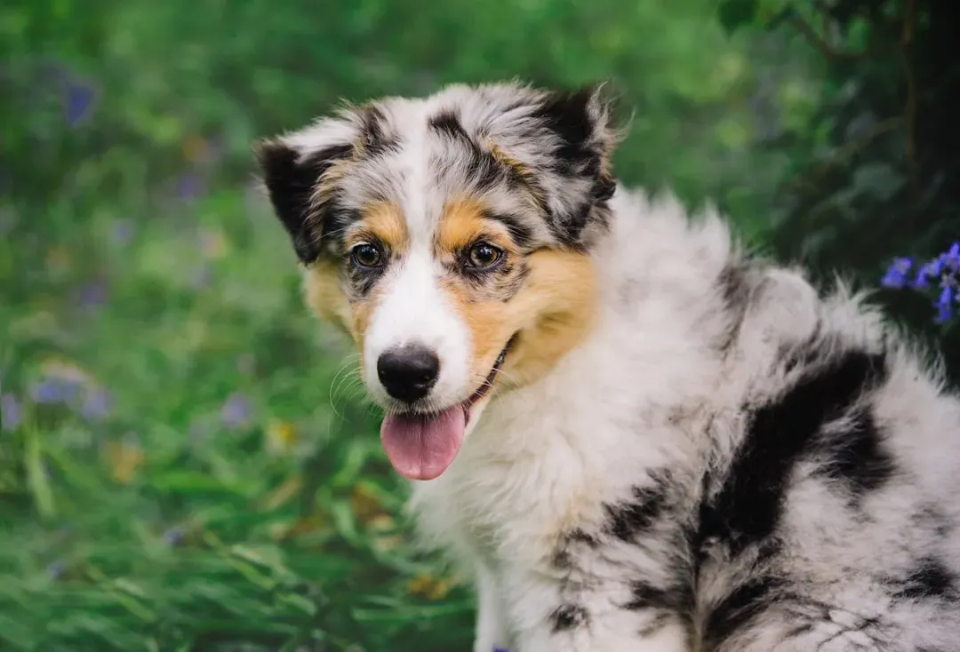 Australian Shepherd (Image Credits: Unsplash)