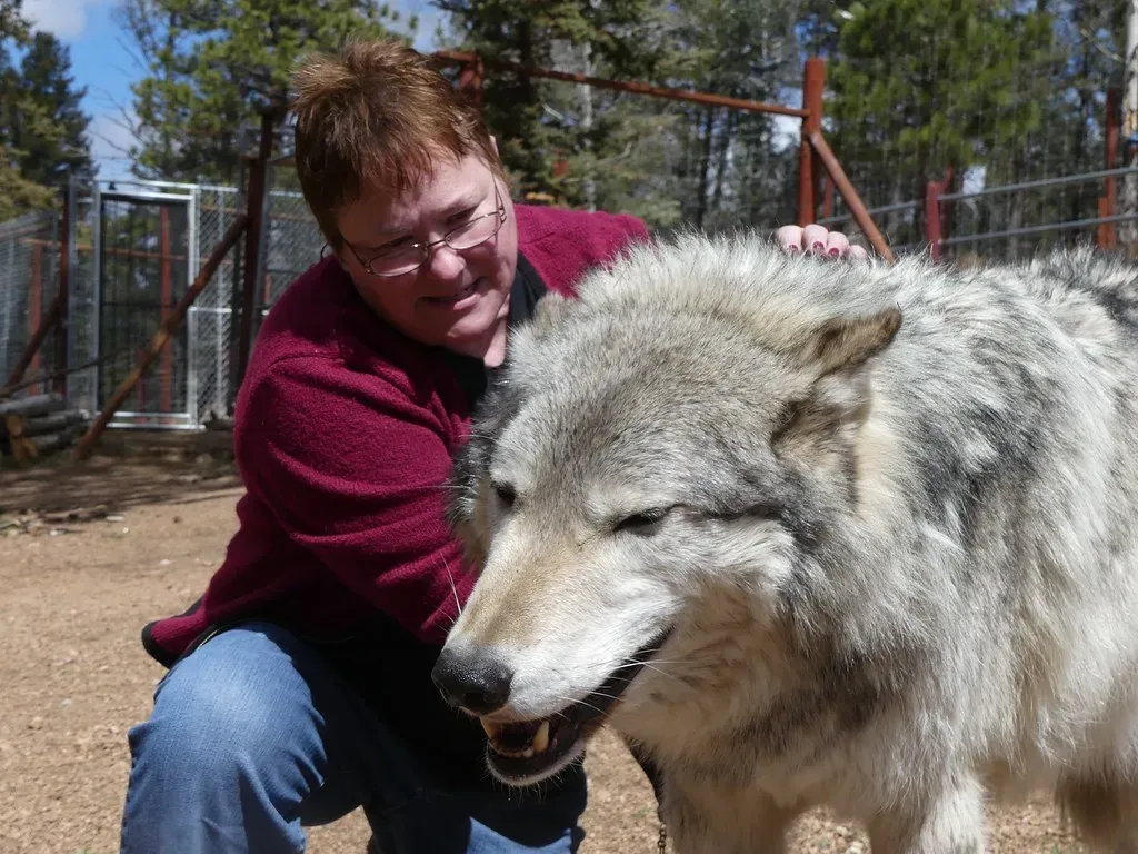 1. Never Run From a Wolf (Jazzyroses, Flickr, CC BY 2.0)