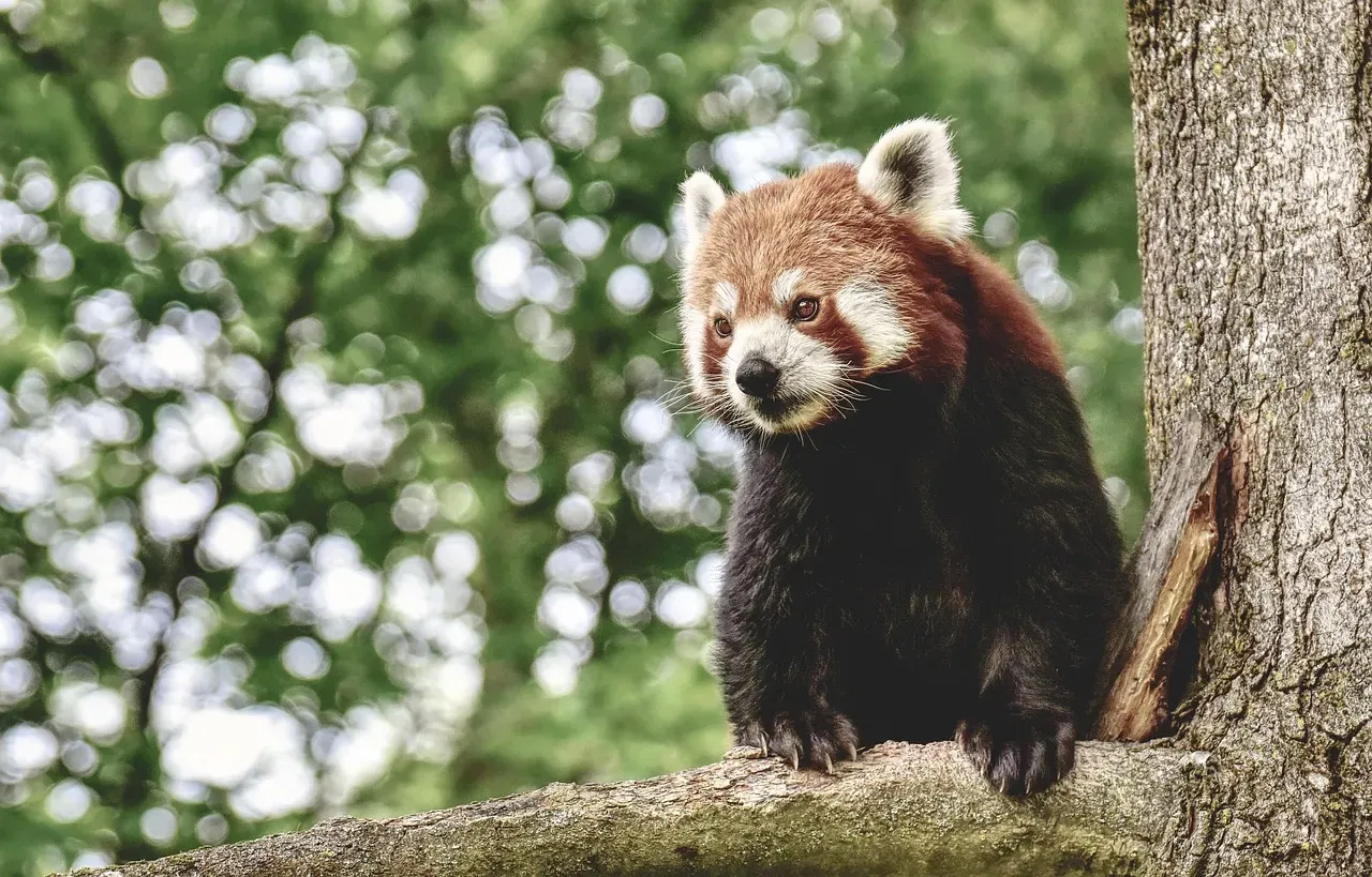 Pisces (February 19 &ndash; March 20): The Red Panda (Image Credits: Pixabay)