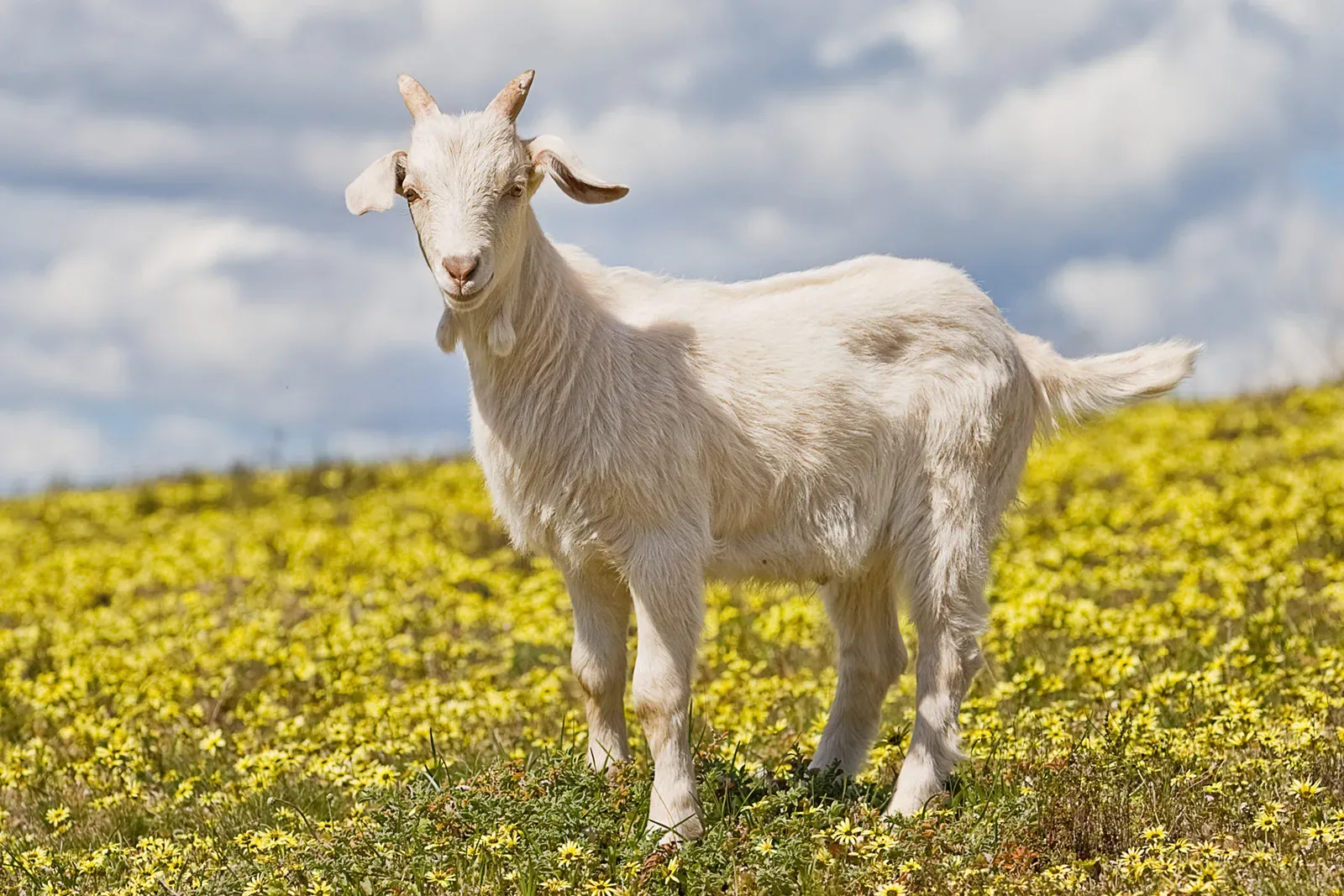 4. Saanen Goat (Image Credits: Wikimedia)