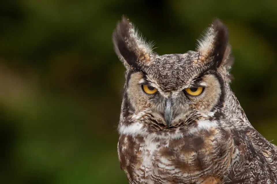 10. Raptors Are Critical Ecological Guardians - and Many Are Under Threat (Image Credits: Stocksnap)