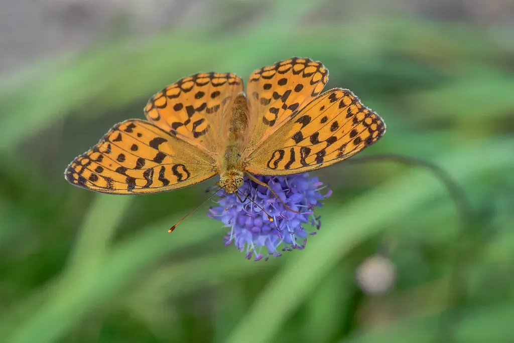 The Balance Problem: Why "Bad" Bugs Aren't Always the Enemy (Image Credits: Flickr)